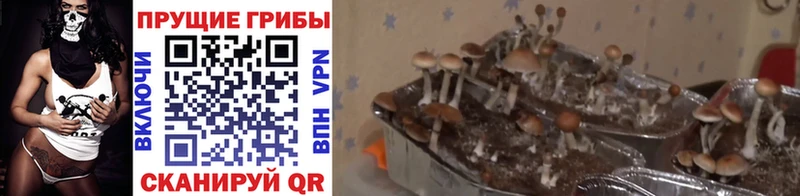 купить наркотики сайты Мирный Псилоцибиновые грибы Magic Shrooms